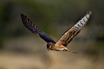 Wiesenweihe - Weibchen // Montagu's harrier - female (Circus pygargus)