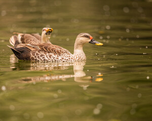 A Pair of Spot Billed duck in lake