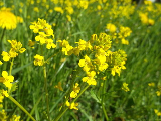 Obraz premium Barbarea vulgaris