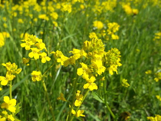Fototapeta premium Barbarea vulgaris