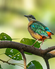 An Indian Pitta looking back from a tree