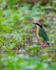 An Indian Pitta resting on a ground