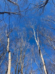 Birch Trees