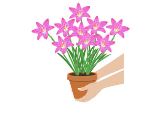 Zephyranthes minuta on a white background.