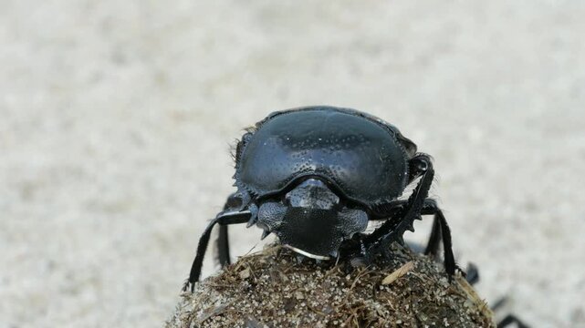 Heilige Scarab&auml;us K&auml;fer fressen an einer Dungkugel, close up, scarabaeus sacer