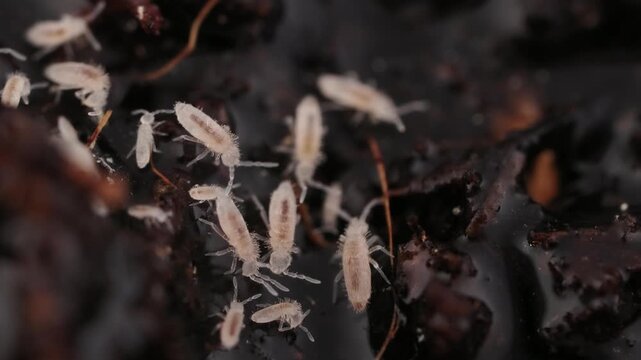 Springschw&auml;nze krabbeln &uuml;ber den Boden, nah und sehr nah, Collembola