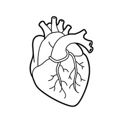 Human heart outline vector art illustration, perfect for medical and educational designs.