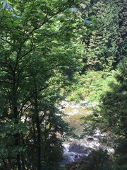 morning in the woods