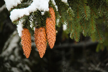 SnowCovered Pine Cones Gracefully Hanging Delicately from Evergreen Branches in Nature