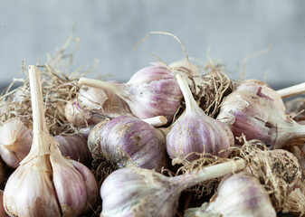 Freshly harvested organic garlic, farm to table vegetables