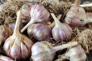 Freshly harvested organic garlic, farm to table vegetables