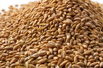 Fototapeta premium Stack of Wheat Grains Prepared for Processing with Fine Details and Vibrant Textures