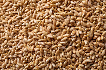 Fototapeta premium Stack of Wheat Grains Prepared for Processing with Fine Details and Vibrant Textures