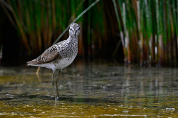 Bruchwasserläufer // Wood sandpiper (Tringa glareola)