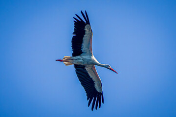 white stork in flight