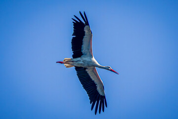 white stork in flight