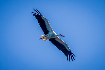 Obraz premium white stork in flight