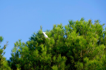 A beautiful bird called Yellow-crested Cacatua perches on the top of the trees. 