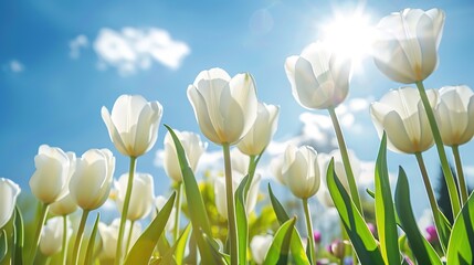 Fototapeta premium Beautiful floral background. Stunning view of bright white tulips blooming in the garden in the middle of a sunny spring day with green grass and blue sky landscape.