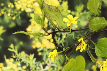 Hop Goodenia (Goodenia ovata) flowers on stem. Australian native plant.