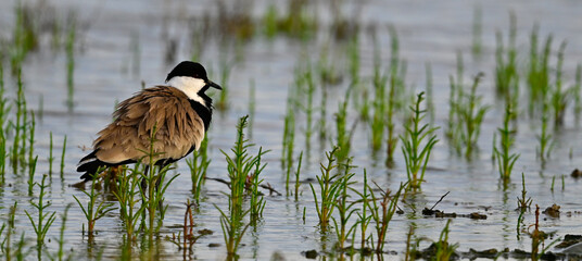 Spornkiebitz // Spur-winged Lapwing (Vanellus spinosus) - Axios Delta, Greece
