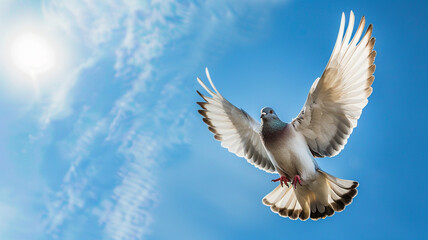 Obraz premium pigeon flying on blue sky