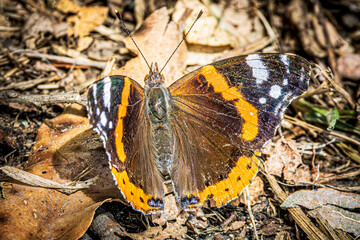 butterfly on the ground