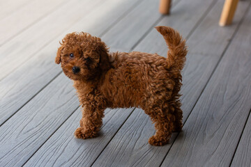 Toy poodle