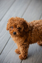 Toy poodle