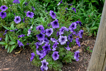 A beautiful vibrant purple displays bell-shaped flowers called petunias in an outdoor garden.