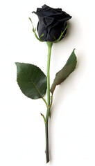 Obraz premium Black Rose