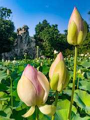 Boccioli di fiore di loto