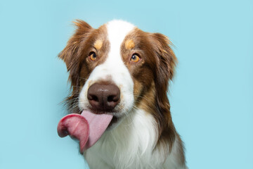 Funny portrait  hungry Australian Shephered puppy dog licking its lips with tongue. Isolated on blue pastel background