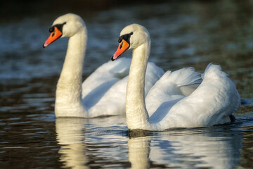 Beautiful pair of white swans in a water with reflection in sunset light, natural outdoor background with birds, close-up