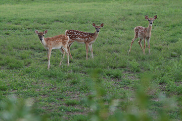 Three Spotted Baby Deer on Green Grass Looking at Camera