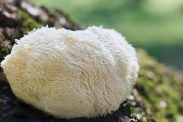 Lion's Mane Mushroom in Nature © vetre