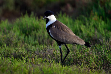 Spur-winged Lapwing // Spornkiebitz  (Vanellus spinosus) - Axios Delta, Greece