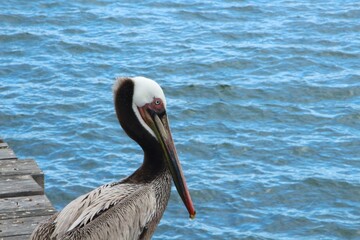 Close up from a big pelican with the ocean in the background, USA