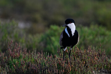 Spur-winged Lapwing // Spornkiebitz  (Vanellus spinosus) - Axios Delta, Greece