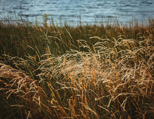 Fototapeta premium tall grasses