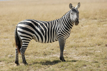 Zebra with beautiful background at Amboseli National Park Kenya. Apt for the photo frame at your living room