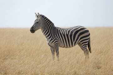 Zebra with beautiful background at Amboseli National Park Kenya. Apt for the photo frame at your living room