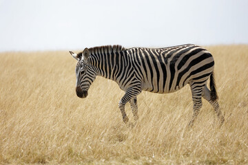 Zebra with beautiful background at Amboseli National Park Kenya. Apt for the photo frame at your living room