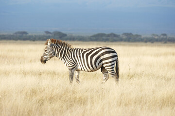Fototapeta premium Zebra with beautiful background at Amboseli National Park Kenya. Apt for the photo frame at your living room