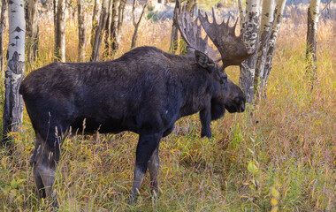 Bull Moose During the Rut in Autumn in Wyoming
