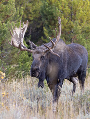 Bull Moose During the Rut in Autumn in Wyoming