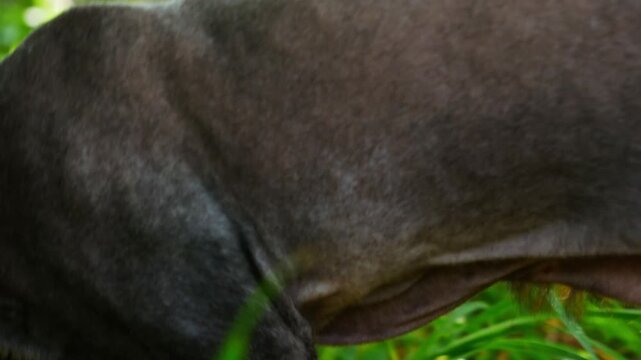 Sphynx cat breed with completely missing hair. A popular pet for people allergic to animal hair