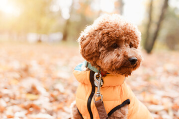 A small red poodle in yellow sits on the yellow leaves on yellow vest in an autumn park, sunny day. Front view