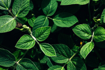 Soybean plants in a field close-up in bright sunlight. Agricultural field with soy. Green...