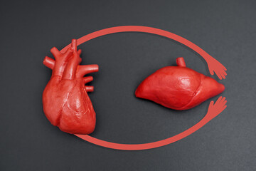 Heart And Liver Models Highlighting Their Anatomical Relation